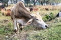 Indian sacred humpback zebu cow grazing in meadow Royalty Free Stock Photo