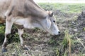 Indian sacred humpback zebu cow grazing in meadow Royalty Free Stock Photo