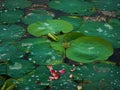 Indian sacred lotus leaves and seed pod, lotus flower petals, Nelumbo builders, Nelumbonaceae Royalty Free Stock Photo