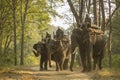 Indian Safari by Elephant