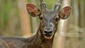 Borneo deer sambar deer Royalty Free Stock Photo