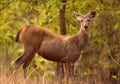 Indian sambar deer Royalty Free Stock Photo