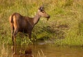 Indian sambar deer