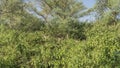 Indian sambar deer Rusa unicolor are hiding in dense bushes