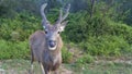 Indian sambar deer Rusa unicolor in the national park.