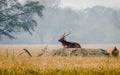 Indian Sambar Deer Royalty Free Stock Photo