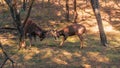 Indian sambar deers fighting in the nature habitat Royalty Free Stock Photo