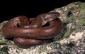 Indian Sand Boa, eryx johnii Royalty Free Stock Photo