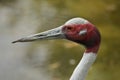 Indian sarus crane Antigone antigone antigone Royalty Free Stock Photo