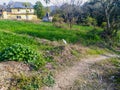 Indian Sarus crane  in Indian farms fields Himachal Pradesh India Royalty Free Stock Photo