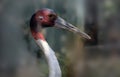 Indian Sarus Crane neck and head large beak. Royalty Free Stock Photo