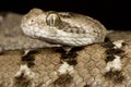 Indian saw-scaled viper Echis carinatus Royalty Free Stock Photo