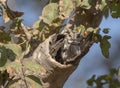 Indian Scopes Owl at PenchNational Park, Madhya Pradesh, Royalty Free Stock Photo