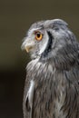 Indian scops owl