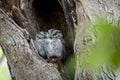 Indian scops owl or Otus bakkamoena owlet pair together resting in nest during safari at ranthambore national park forest reserve