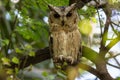 Indian scops owl or Otus bakkamoena portrait perched on branch in a natural setting at keoladeo national park bharatpur