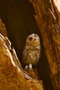 Indian Scops Owl, Otus bakkamoena, Ranthambhore Tiger Reserve, Rajasthan Royalty Free Stock Photo