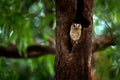 Indian scops owl, Otus bakkamoena, rare bird from Asia. Malaysia beautiful owl in the nature forest habitat. Bird from India. Fish