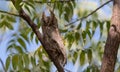 Indian Scops Owl Perching on tree