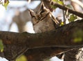 Indian scops owl