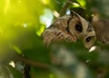 Indian scops owl on a tree at Keoladeo Ghana National Park, Bharatpur