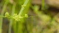 Indian Scutch grass flower seeds Cynodon dactylon known as Bermuda grass,durva grass, Bahama grass of Poaceae or Gramineae