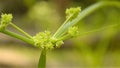 Indian Scutch grass flower seeds Cynodon dactylon known as Bermuda grass,durva grass, Bahama grass of Poaceae or Gramineae