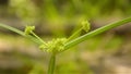 Indian Scutch grass flower seeds Cynodon dactylon known as Bermuda grass,durva grass, Bahama grass of Poaceae or Gramineae