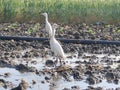 Indian sea mostly important bird