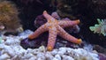 Indian Sea Star - Fromia indica