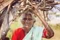 Indian senior woman carying wood on her head