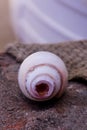 Shankh also known as conch shell Royalty Free Stock Photo