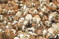 Indian Sheep herd. Royalty Free Stock Photo