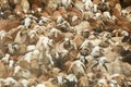 Indian Sheep herd. Royalty Free Stock Photo