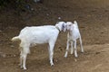 Indian sheeps