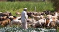 Indian Shepherd