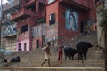 Indian shepherd watching the cows on the street of the oldest city