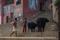 Indian shepherd watching the cows on the street Royalty Free Stock Photo