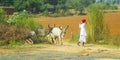 Indian shepherd on the way from Jaipur to Delhi, India