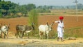 Indian shepherd on the way from Jaipur to Delhi, India