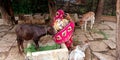 An indian shipyard lady talking to mobile phone seating at animals pot