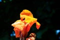 Indian shot, India short plant or India shoot or Butsarana or Cannas or Canna lily or Canna indica L or CANNACEAE plant or orange