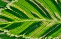 Indian Shot (Canna indica) leaf veins. Royalty Free Stock Photo