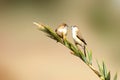 Indian silverbill birds