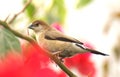Indian silverbill bird Royalty Free Stock Photo