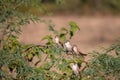 Indian silver bills bird