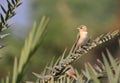 Indian silver bills bird