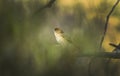 Indian silver bird alone in shadow view