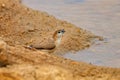 Indian silverbill bathing time