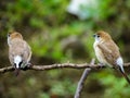 Indian silverbill bird couple photo